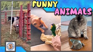 Compilation of funny animals 019 Choose what you liked most and leave a comment Subscribe [upl. by Harwin]