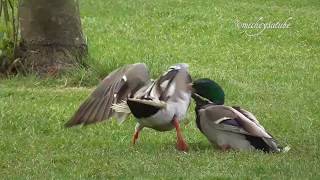 Mallard Duck Fight [upl. by Darcie764]