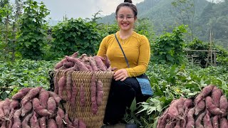 FULL VIDEO 60 Day Harvest sweet potatoes cabbage and sour apples to sell at the market [upl. by Ordnaxela]