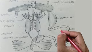 OPAL DiagramOrgans of Frog [upl. by Yadsnil]