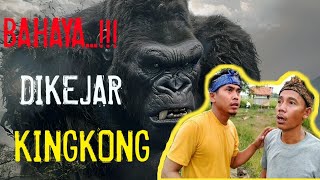 DIKEJAR KINGKONG [upl. by Akiv]