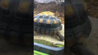 Schneider Skink Playtime In Tortoise Enclosure reptilelife skink lizard tortoise [upl. by Gualtiero]