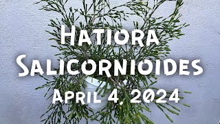 Hatiora salicornioides [upl. by Najtsirk]