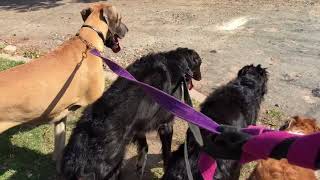 Paseando con cinco perros gigantes [upl. by Elleval]