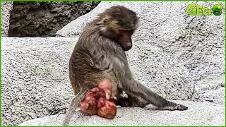 25 Scary Moments Baboons Get Injured When Confronting Crocodiles Lions Leopards  Animal Fight [upl. by Koser]