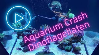 Aquarium Crash durch Dinoflagellaten  Ein Erfahrungsbericht [upl. by Obola]