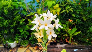 How to grow Tuberose from a bulb and Care  Right Time [upl. by Chavey791]