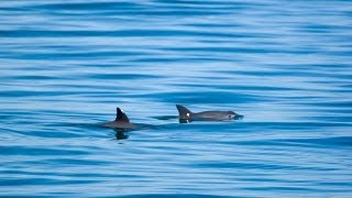 Vaquita  Saving the Desert Porpoise [upl. by Deeas]