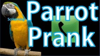 SCREAMING PARROT PRANK CALL [upl. by Eeralav]