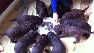 Nestje 2013  Week 3 video 2  Freonskip Australian Labradoodles [upl. by Marianne143]