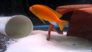 Deep Orange Red x Red Albino Male Zebra Cichlid  Metriaclima sp [upl. by Graubert]