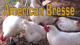 American Bresse Chicken Chit Chat [upl. by Nikolaos477]