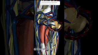 Pectoral Girdle 3datlasofanatomy viralshorts shorts youtubeshorts trending 3danatomy aiims [upl. by Aniroz]