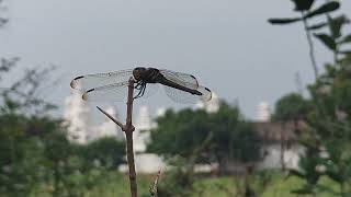 Dragonfly selyan1980 [upl. by Sky]