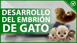 🐱 ¿Cómo es el DESARROLLO del EMBRIÓN de GATO  Gestación felina 👶🐱 [upl. by Derfniw]