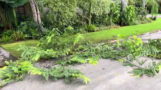 Pruning cassia nodosa tree [upl. by Attolrac]