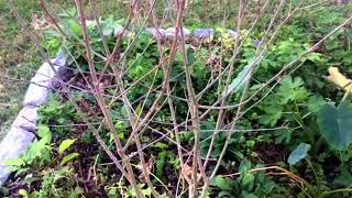 How to Identify Aronia Chokeberry Bushes [upl. by Gregorio]