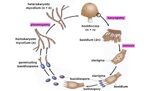 Basidiomycota Part 2 The Mushroom Life Cycle [upl. by Selie]