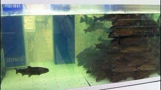 Splash fish sanctuary Mega schooling bannerfish school [upl. by Harbard487]