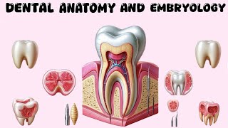 Permanent Maxillary Premolars  Part 2 [upl. by Lambard]