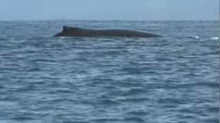 Humpback Whales of Caño Island Costa Rica WWW TOURSIERPEMANGROVES COM [upl. by Selij]