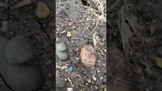 Come along with us to find this fantastic red and white banded Lake Superior agatewow gems agate [upl. by Anerbas]