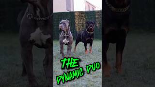 THE DYNAMIC DUO XL BLUE BULLY ROTTWEILER [upl. by Mcclimans]