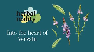 Vervain [upl. by Attenohs540]