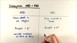 A2 Biology  NAD vs FAD OCR A Chapter 183 [upl. by Kcirttap303]