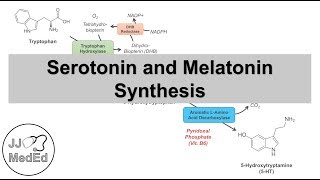 Serotonin and Melatonin Synthesis  Tryptophan Metabolism [upl. by Eeldarb]