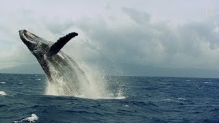 Así son las “carreras de calor” de las ballenas jorobadas  National Geographic España [upl. by Chelsea496]