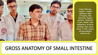 Gross anatomy of small intestine smallintestine anatomy [upl. by Oznole]