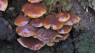 Winter Mushrooms on a Tree Stump  Colony in a woodland [upl. by Ziom512]