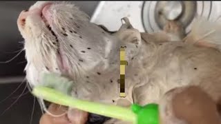 Flea Removal Techniques for Playful Kittens Under 1 Year shortsvideo kitten siblings care [upl. by Dorfman]