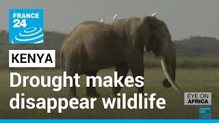 Drought in Kenya Wildlife desappears as temperatures rise • FRANCE 24 English [upl. by Mauri]