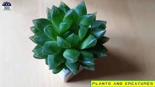 Haworthia retusa  Star Cactus [upl. by Anitrebla]