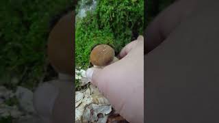 Boletus edulis Faggio 4 [upl. by Girard111]