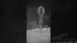 Bacteriophage Infect Bacteria Cell dadhichsir bsc neet shorts youtubeshorts [upl. by Greerson]