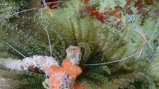 Coral Citizen  Pedersons Shrimp on Curlycue Anemone  6172023 [upl. by Yerhpmuh927]