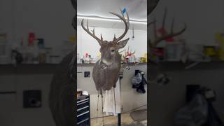 Buck getting aggressivedeerhunting deer hunting taxidermy shorts shortvideo shorts [upl. by Nicolella452]