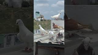 killer brothers loft pigeons explore explorepage viral [upl. by Janiuszck111]