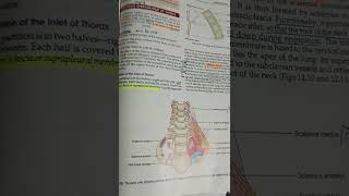 Sibsons fasciasuprapleural membrane BD Chaurasias chapter 12 [upl. by Mcgaw]