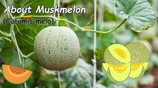 Muskmelon Cucumis melo  Learning About Muskmelon  About Muskmelon Nutritional Benefits amp Facts [upl. by Nysila]