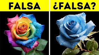 Cómo se crean las flores de colores extraños [upl. by Aisak]