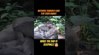 Crab Eating Macaques in a Forest Bali IndonesiaThe Mothers are pulling out the ticks dads sleep🤔 [upl. by Cusack]