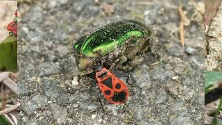 Le Gendarme informations à savoir sur le pyrrhocoris apterus [upl. by Christmas]