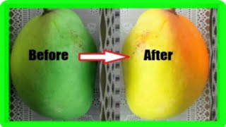 How To Ripen Mangoes Faster At Home 5 Simple Methods [upl. by Ahsikram]