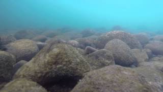 Cowlitz River Washington  First Underwater Video  May 7 2015 [upl. by Nauqas182]