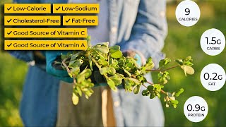 8 Amazing Benefits of Purslane Transform Your Garden amp Health [upl. by Morvin118]