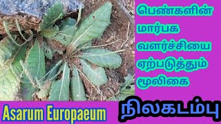 நிலகடம்பு மருத்துவ பயன்கள்  Nilakadambu medicinel benefits  Asarum Europaeum NaturalScienceTamil [upl. by Allimaj402]